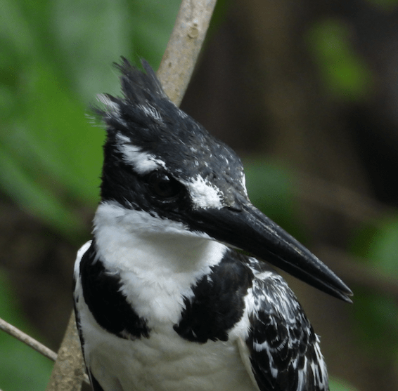Zanzibar Day 2 -More Kingfisher&nbsp;Action